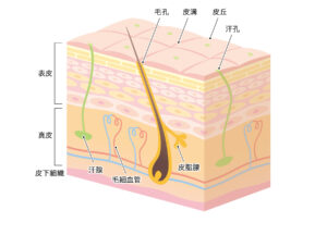 図解_肌の構造